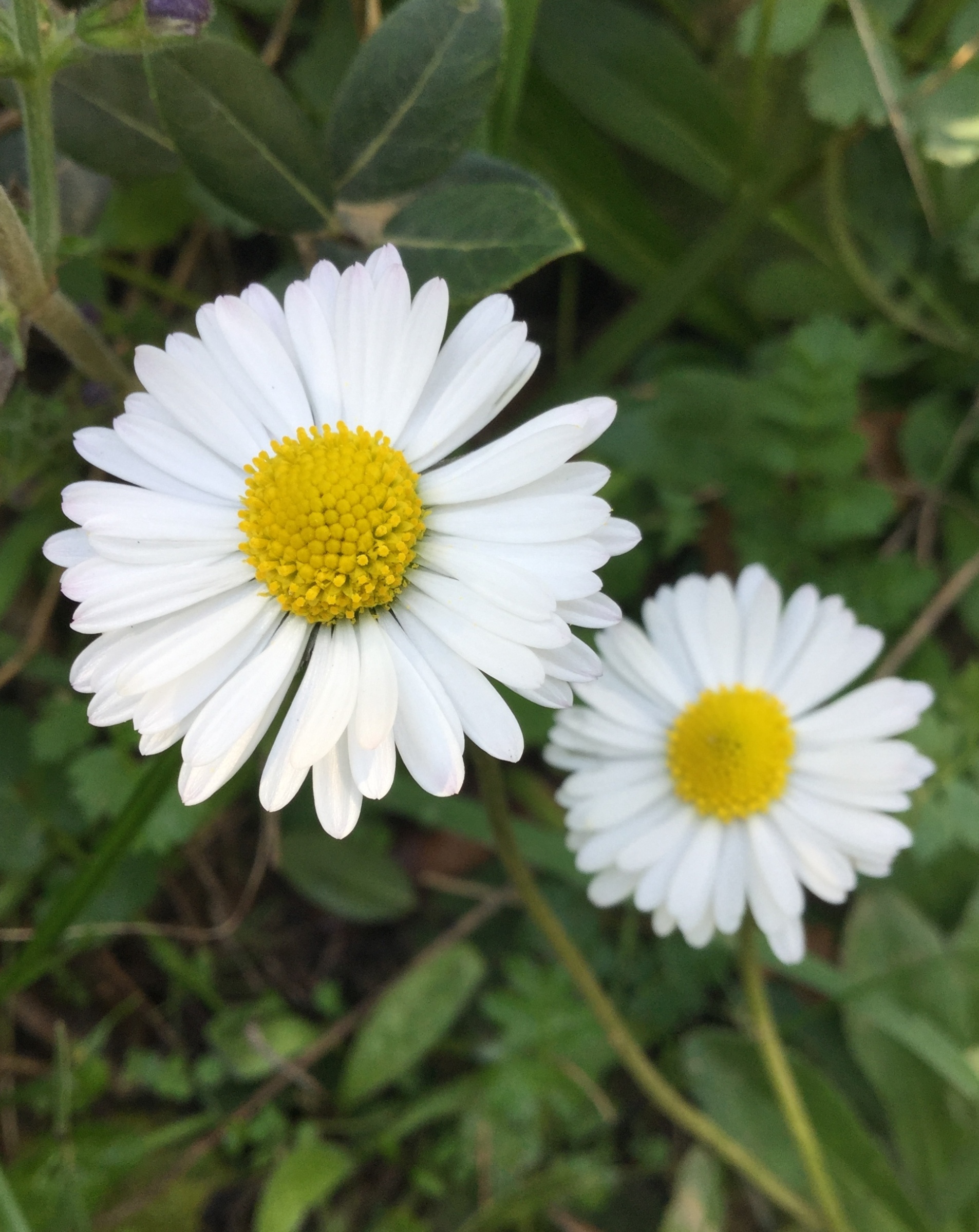 Papatya – Çiçek | TOPRAKLA
